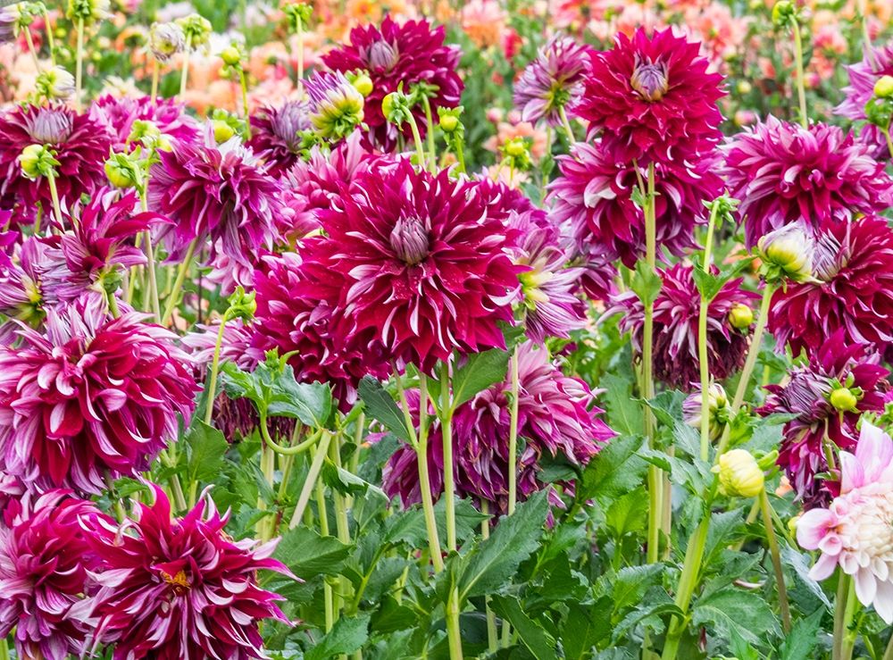 Oregon-Canby-Swam Island Dahlias-Dahlia flower garden in full color